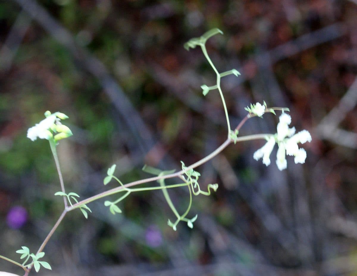 Corydalis claviculata 10