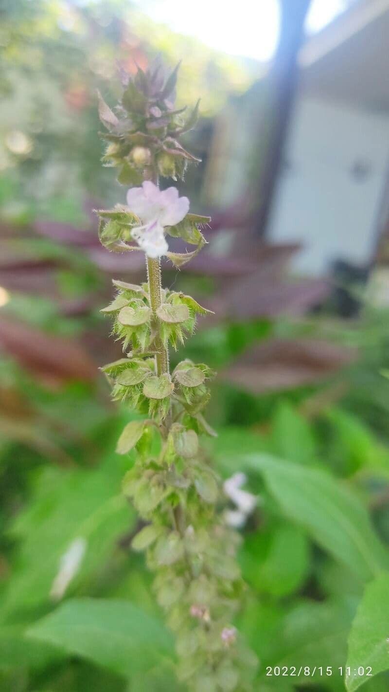 Basilico minore 8