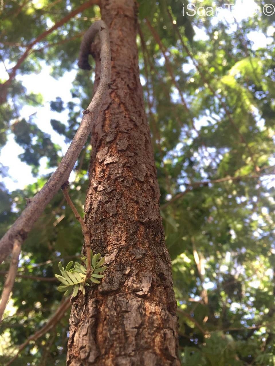 Albizia 22