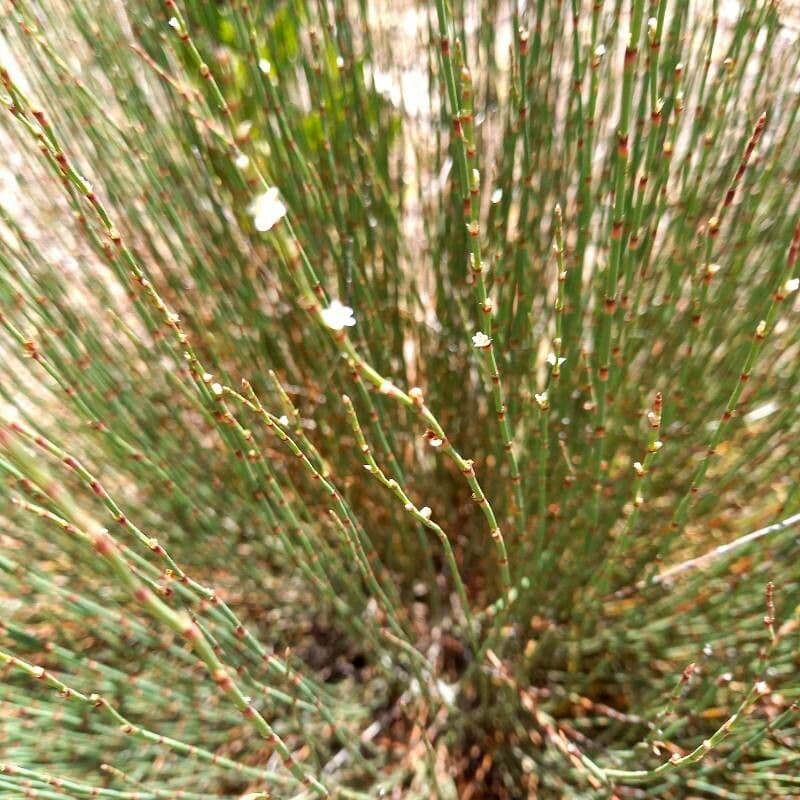 Polygonum 14