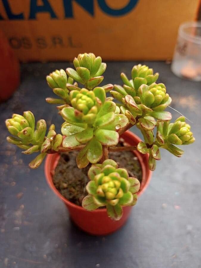 Aeonium sedifolium 15