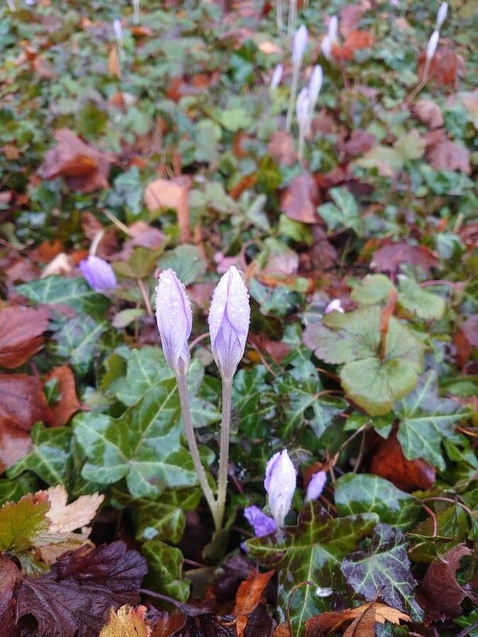 Zafferano d'autunno 11