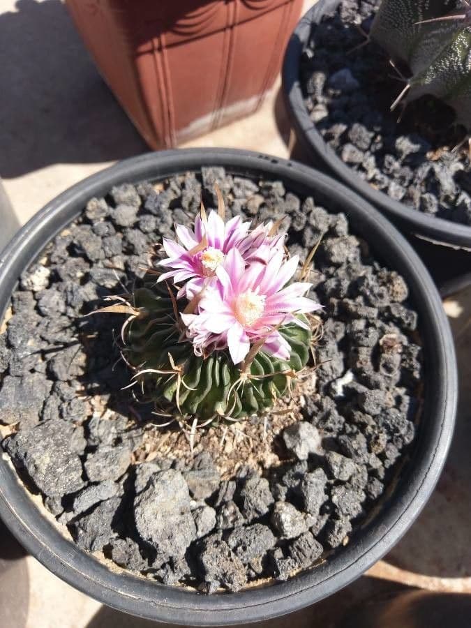Cactus cervello 3