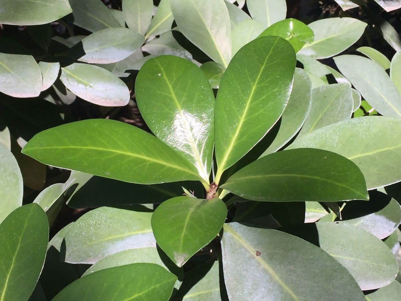 Karapofrucht 25
