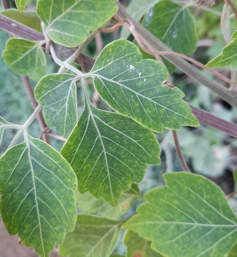 Serjania glabra 9