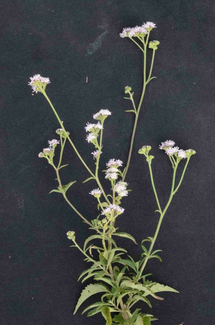 Ageratum 6