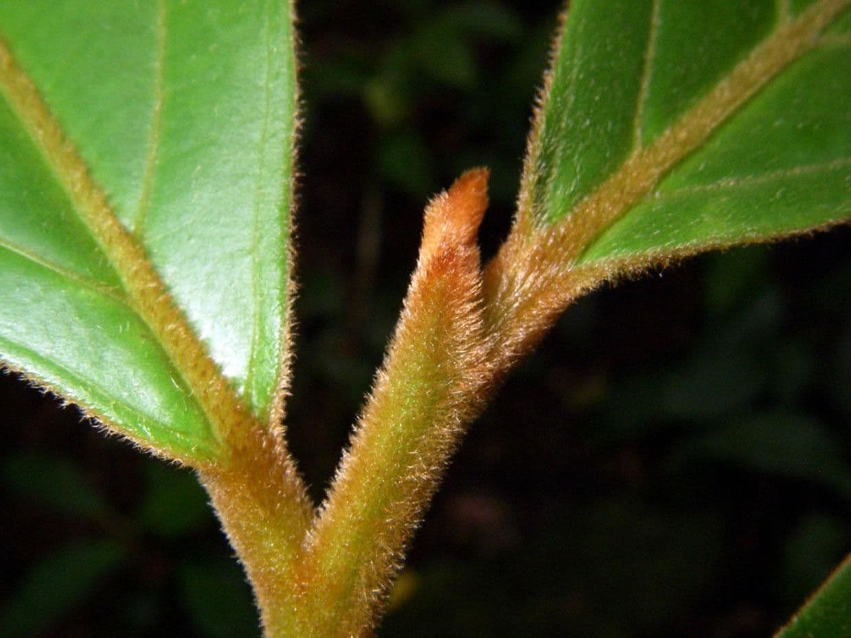 Ocotea 12