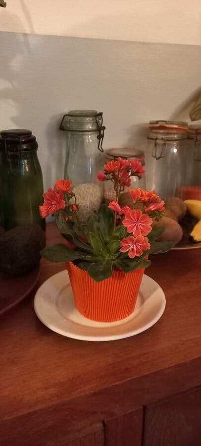Lewisia cotyledon 7