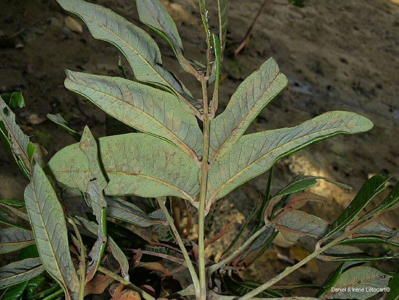 Podonephelium 9