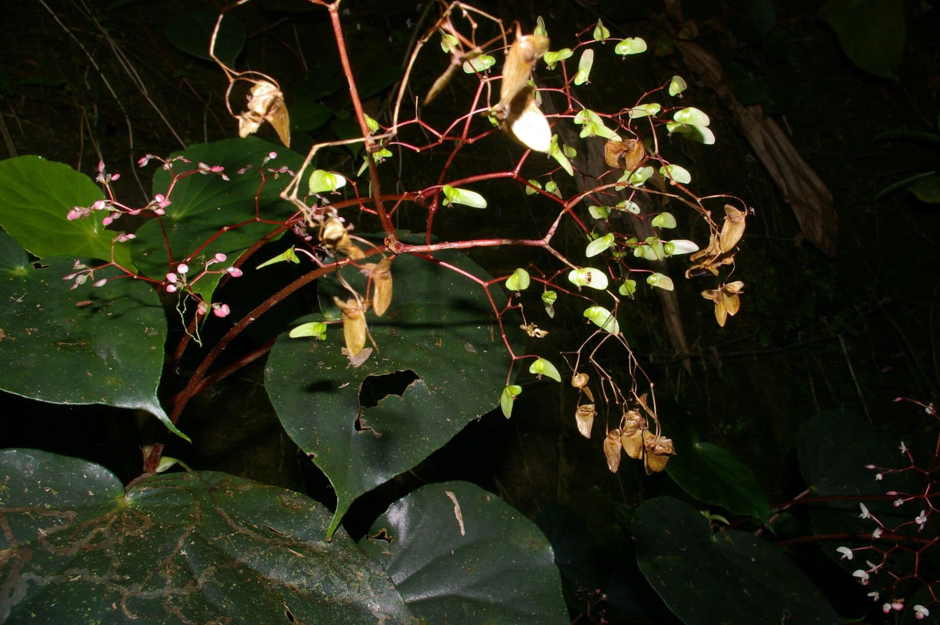 Begonia 7