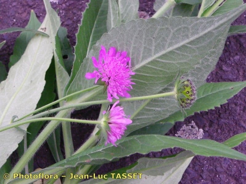 Knautia 4