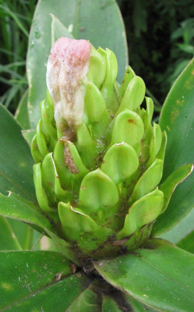 Costus
