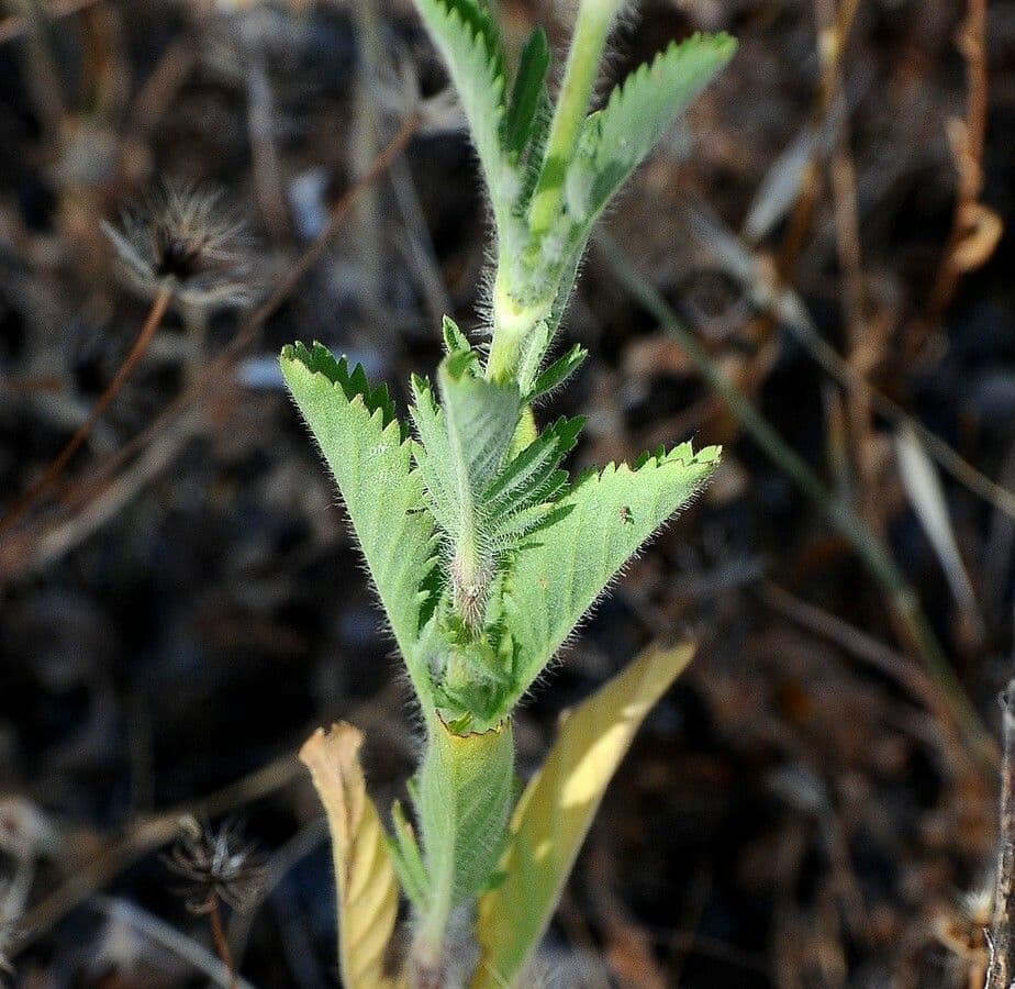Hymenopappus artemisiifolius 12