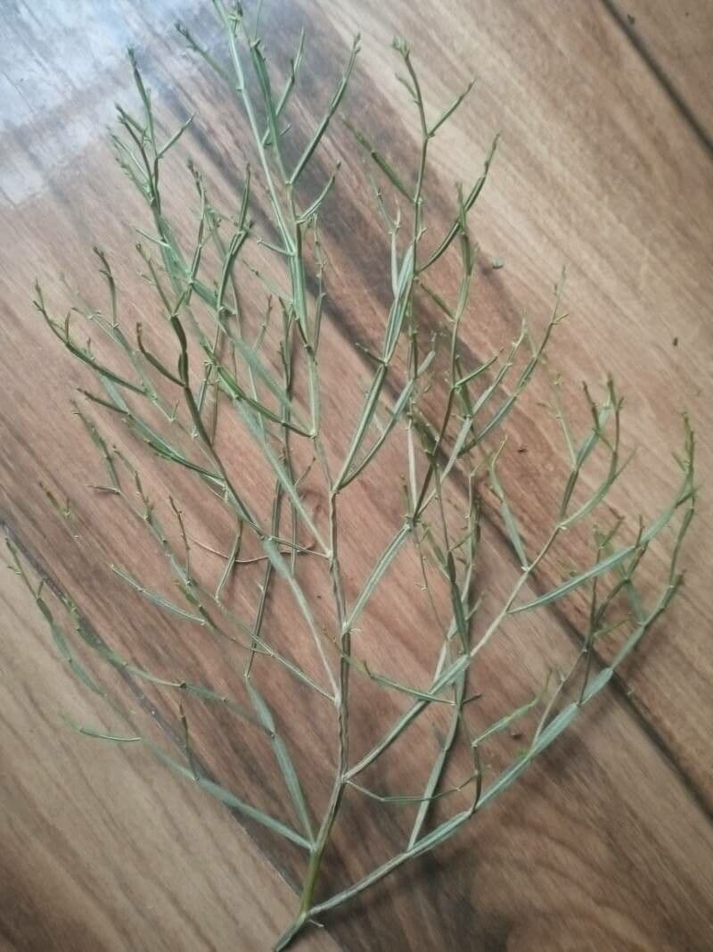 Baccharis 8