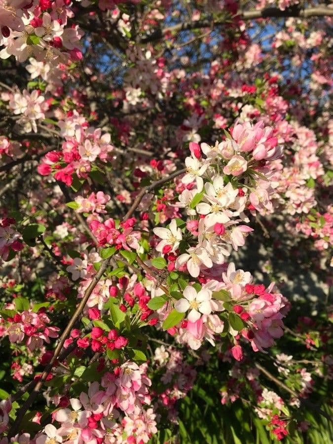 Melo da fiore del Giappone 22