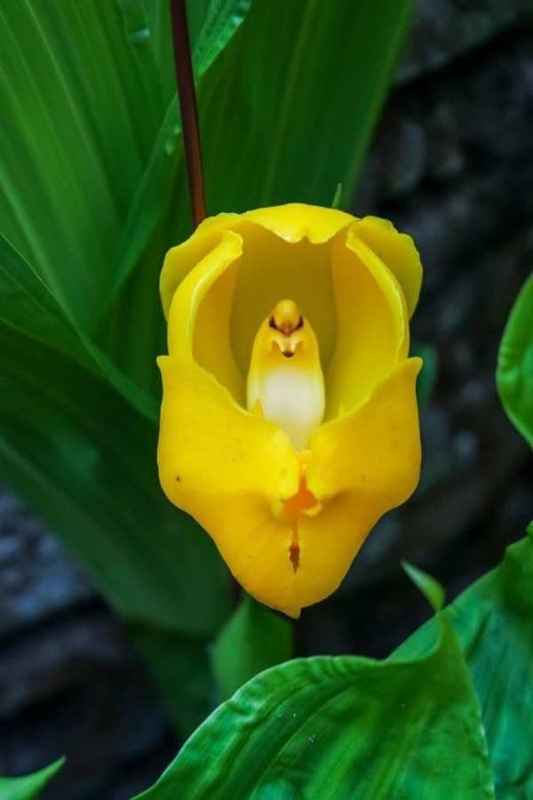 Orchidea Tulipano 5
