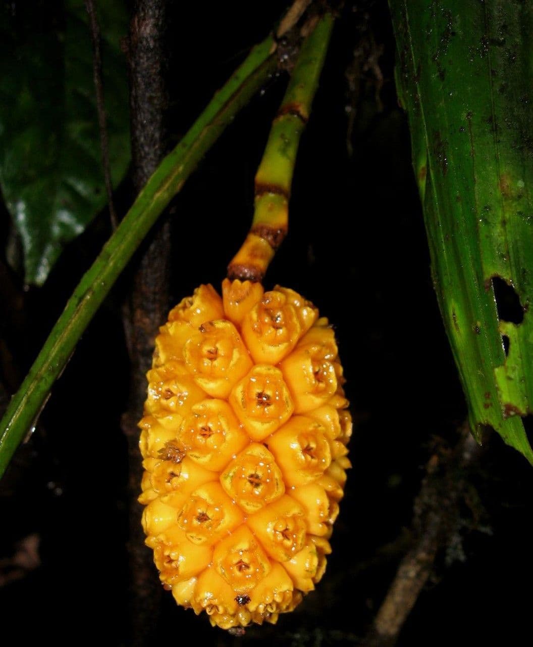 Asplundia 5
