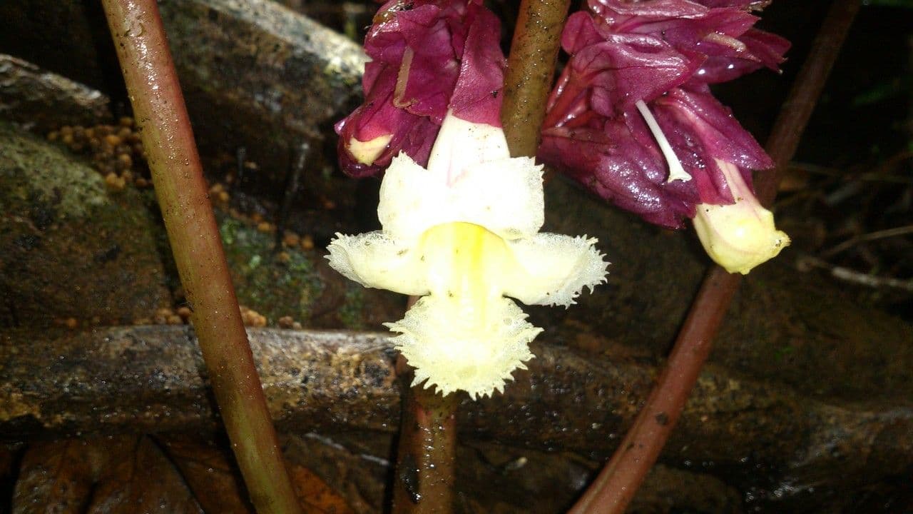 Drymonia 4