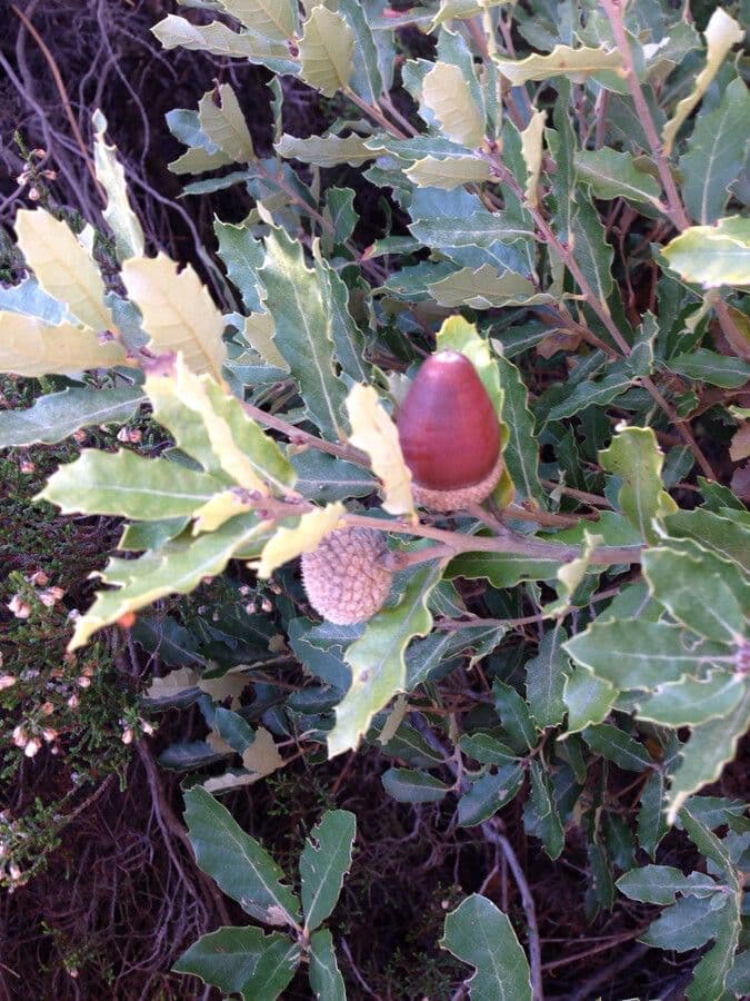 Quercia lusitanica 4