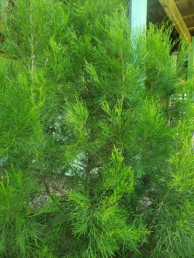Callitris rhomboidea 9
