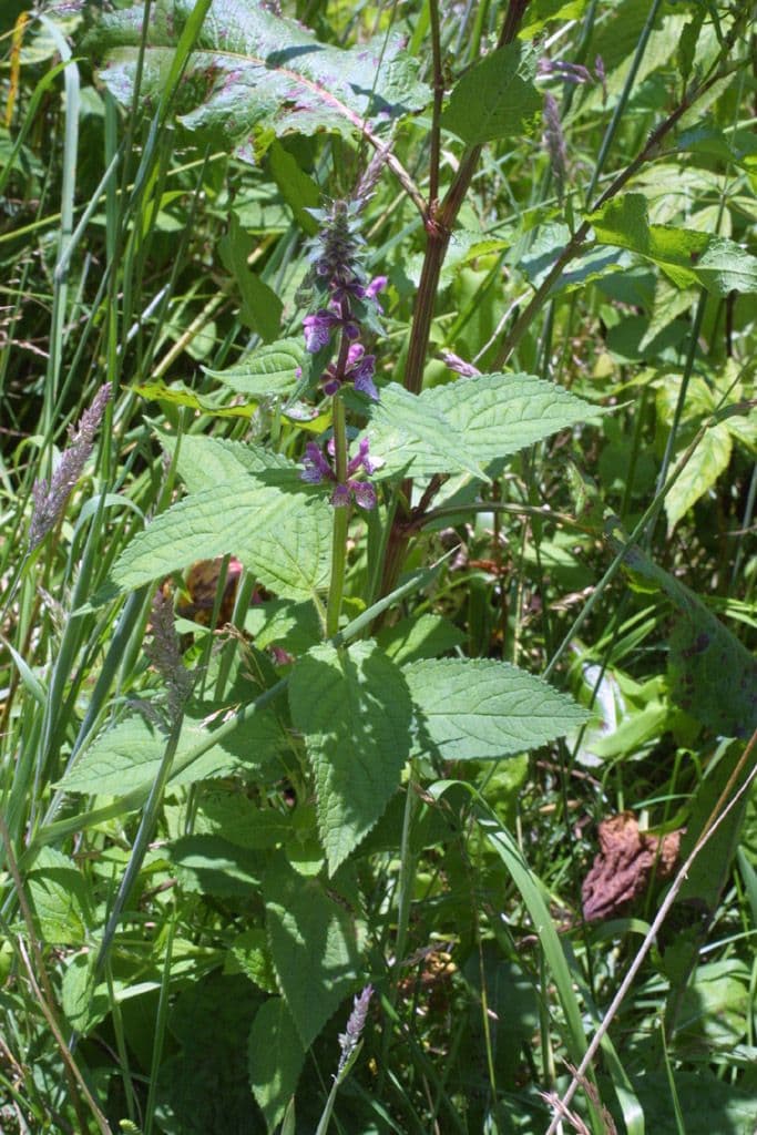Stachys 3