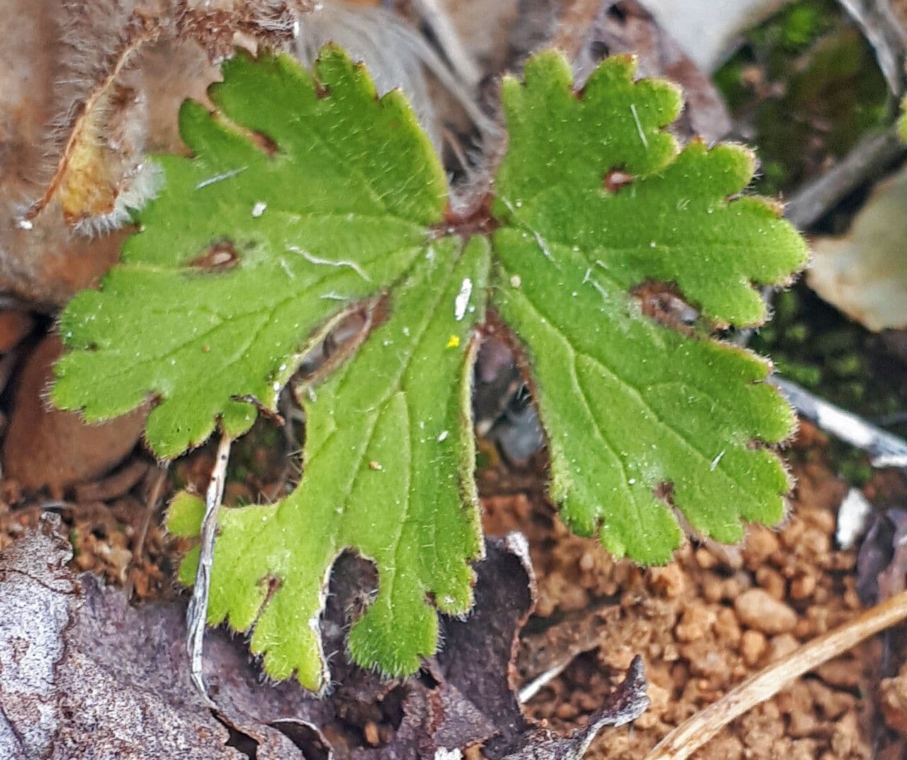 Ranunculus sprunerianus 9
