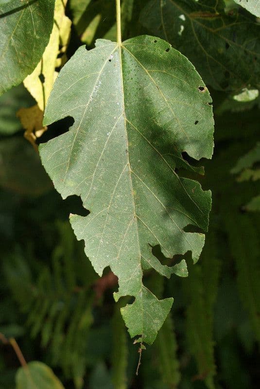 Dombeya 16