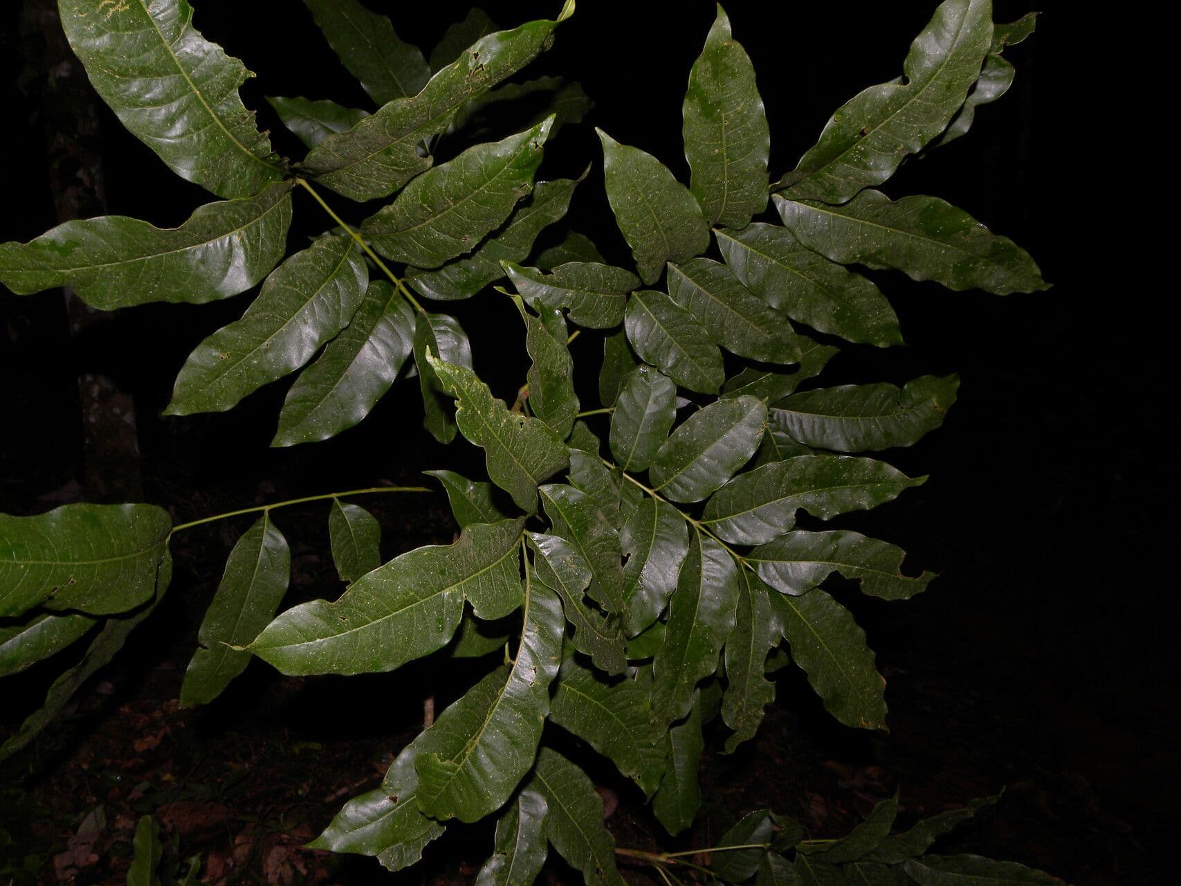 Tapirira 15