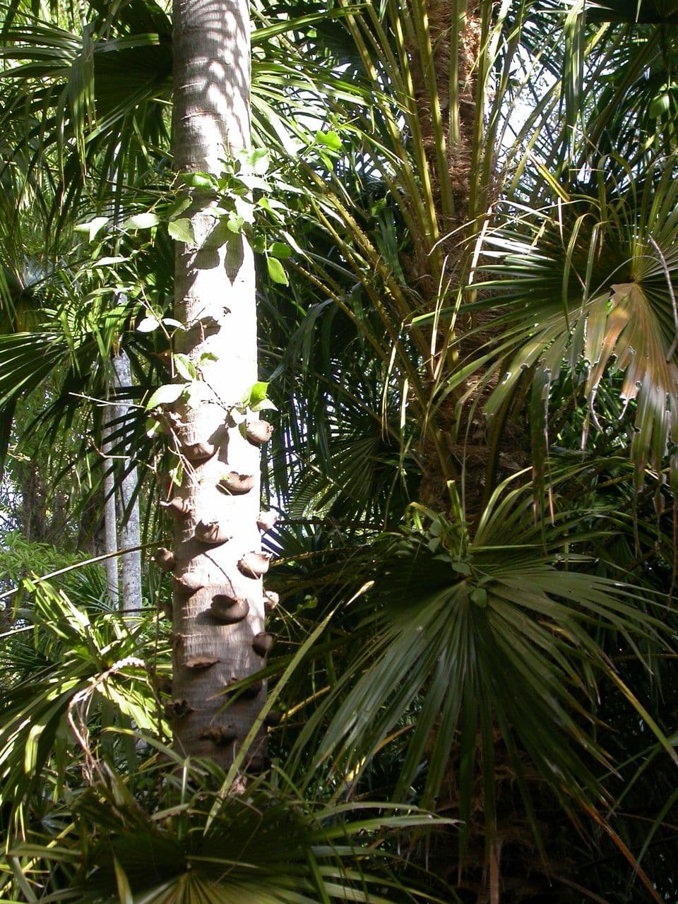 Palma de repollo 12