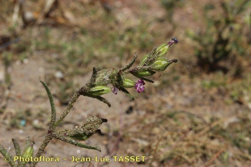Silene 3