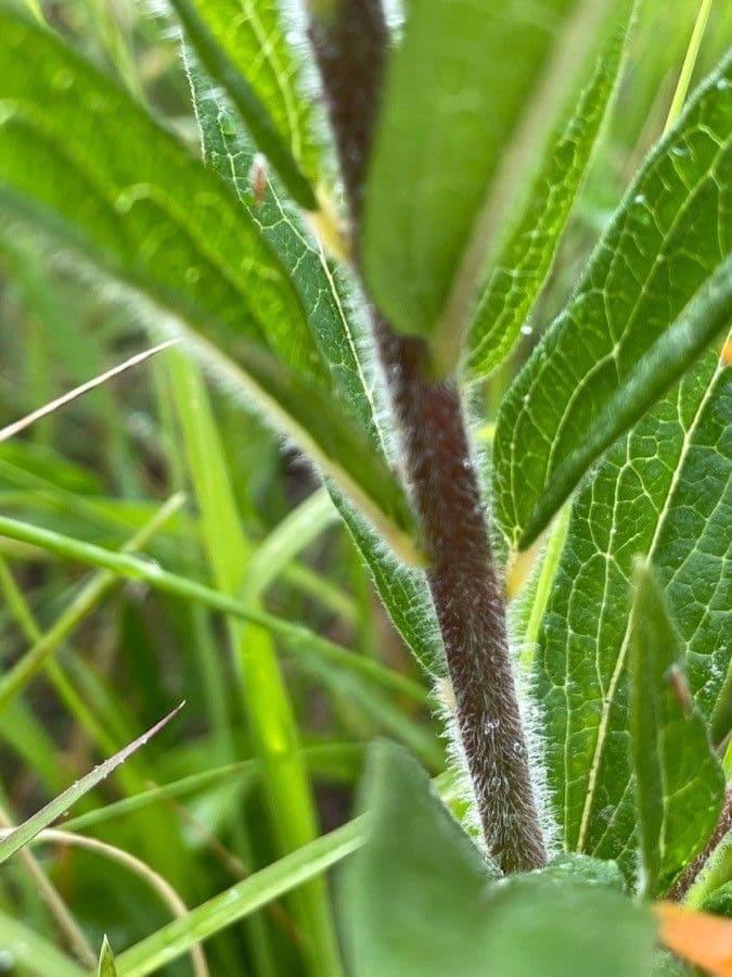 Asclepiade tuberosa 24