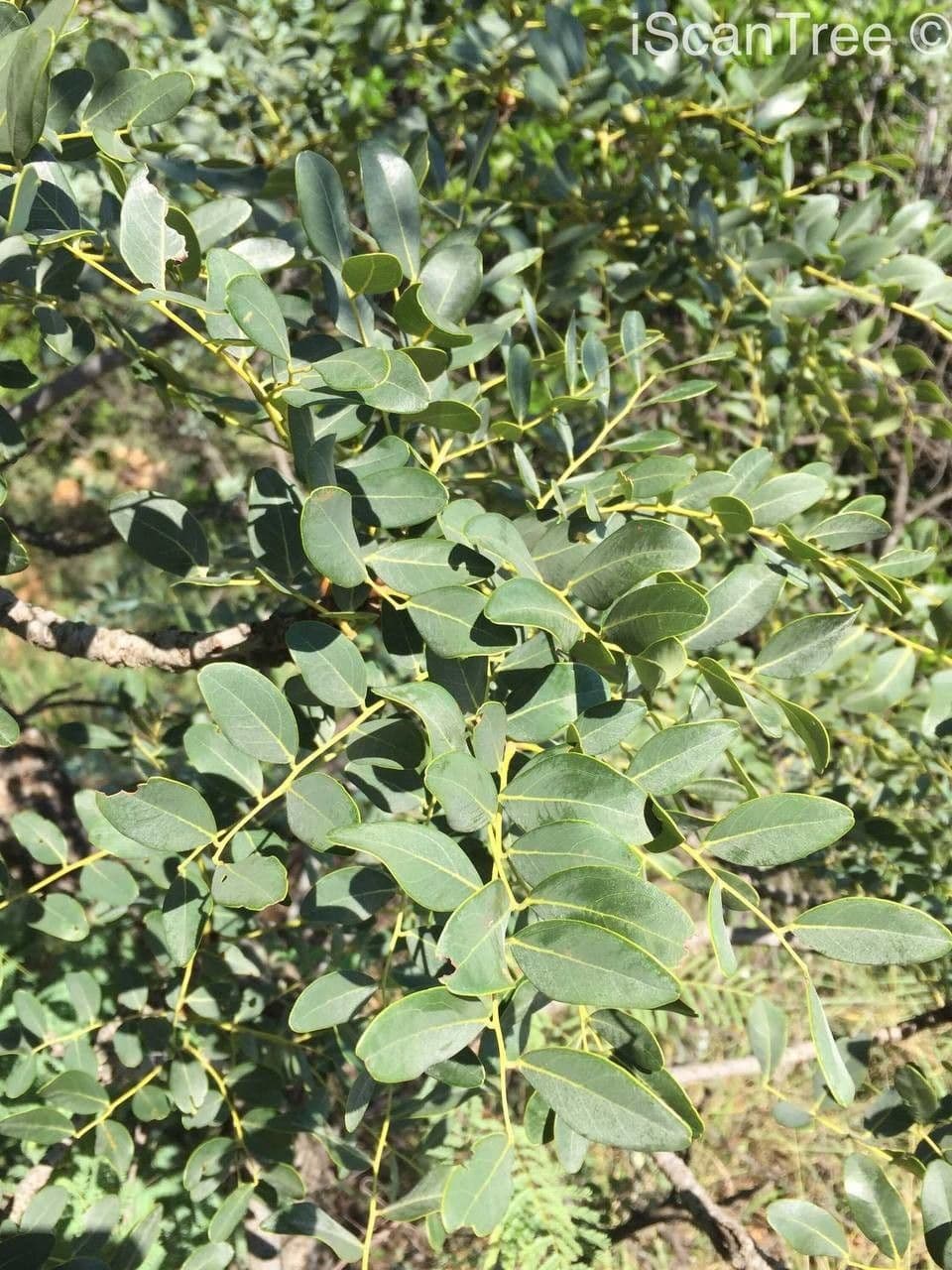 Burkea 4