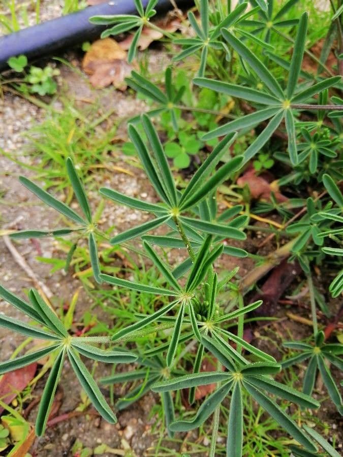 Schmalblättrige Lupine 18