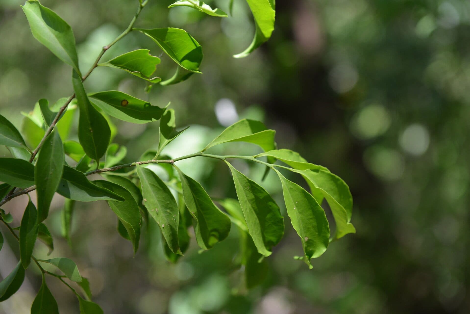 Schoepfia di Schreber 11