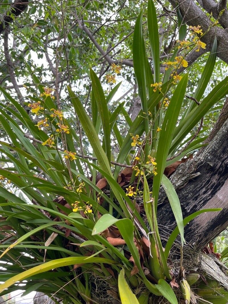 Oncidium sphacelatum 10