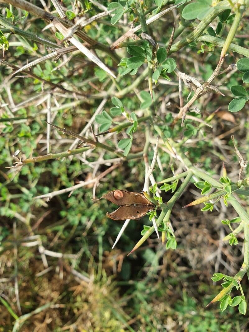 Ginestrone minore 3