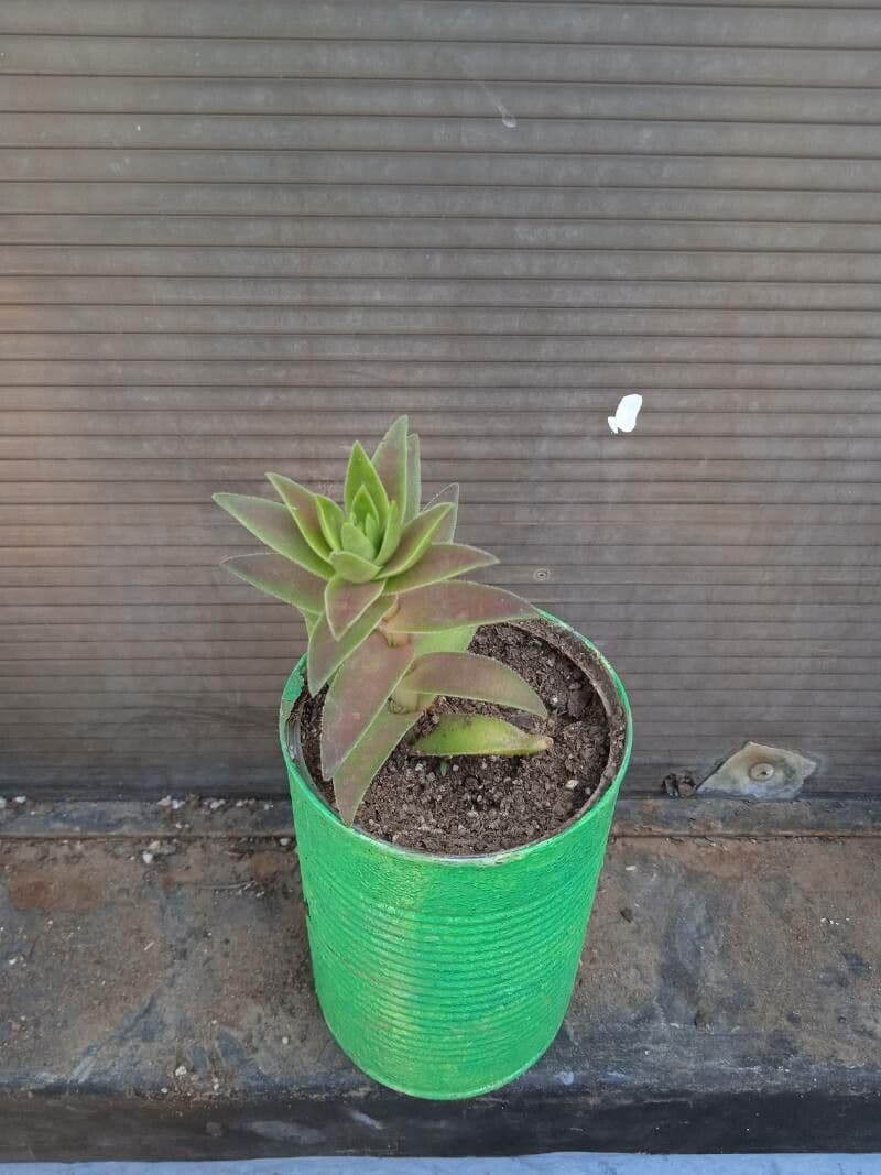 Crassula 22