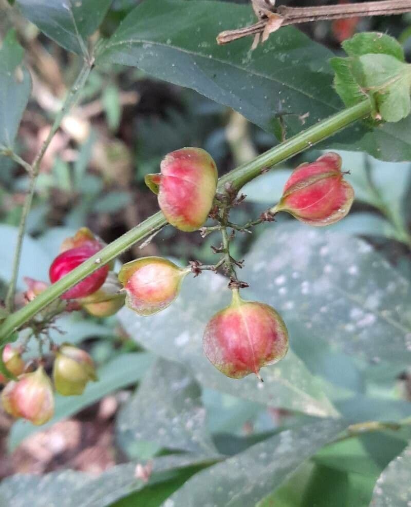 Paullinia meliifolia 3