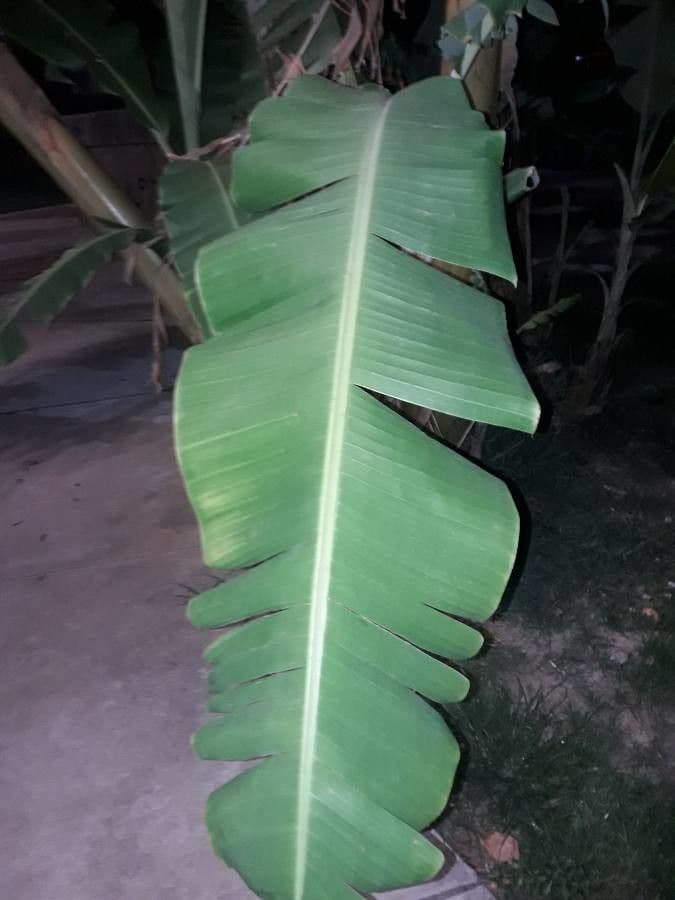 Bananovník“, “ 17