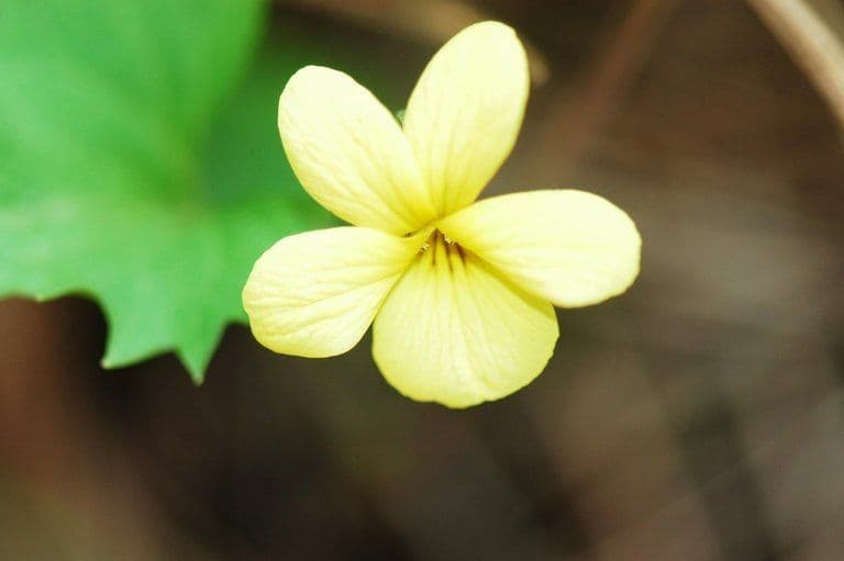 Viola