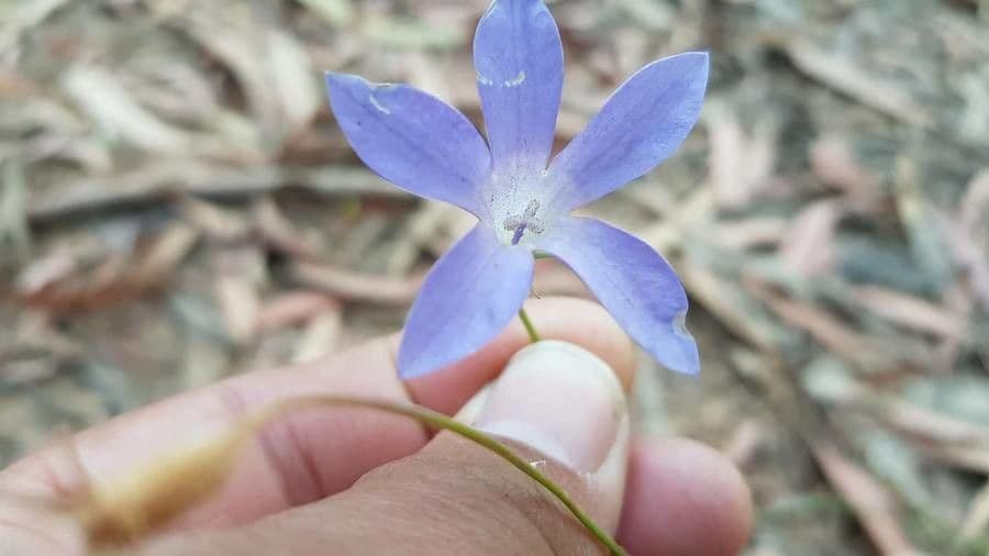 Wahlenbergia stricta