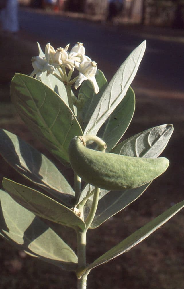 Calotropide gigante 28
