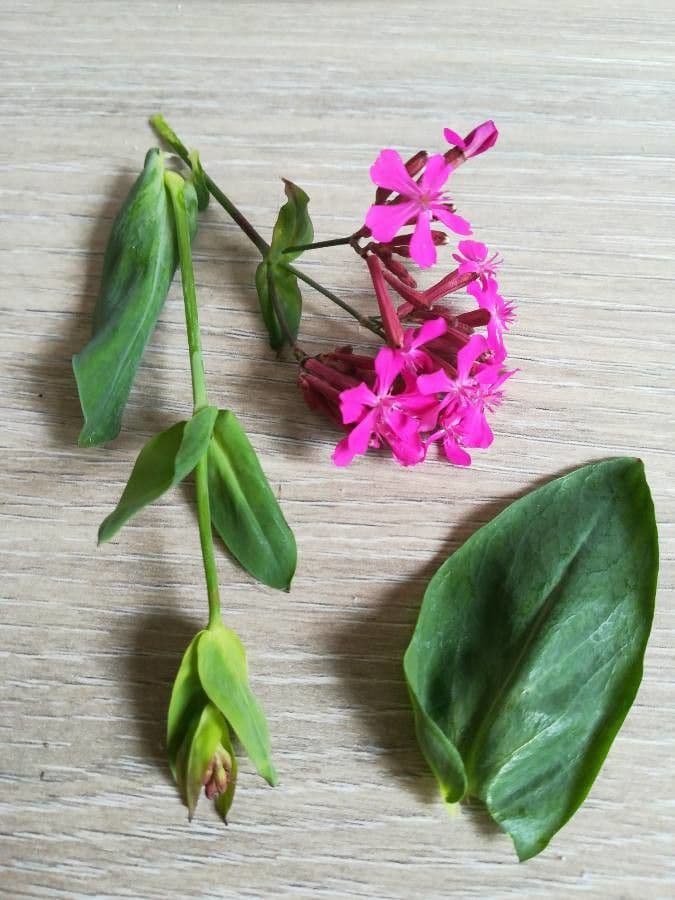 Smolnice obecná 6