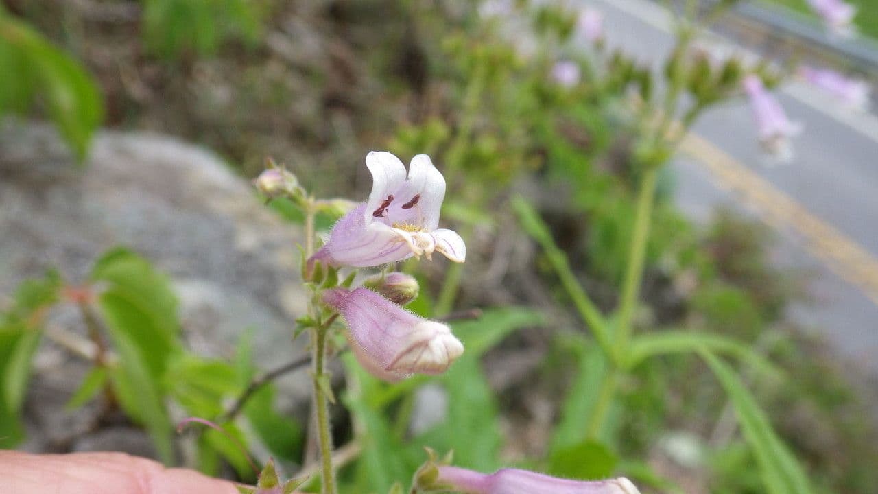 Penstemon šedý 3