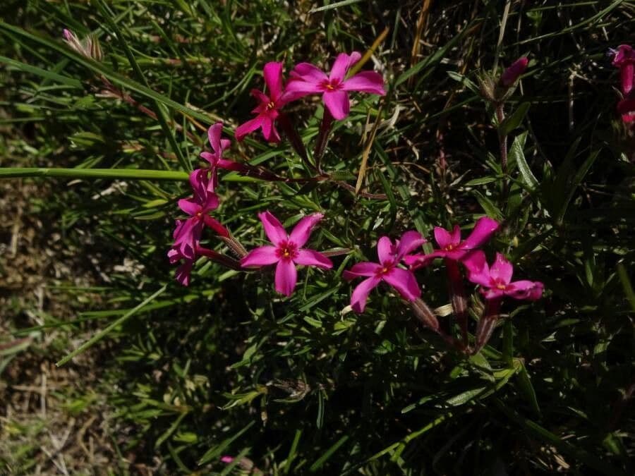 Phlox subulato 25