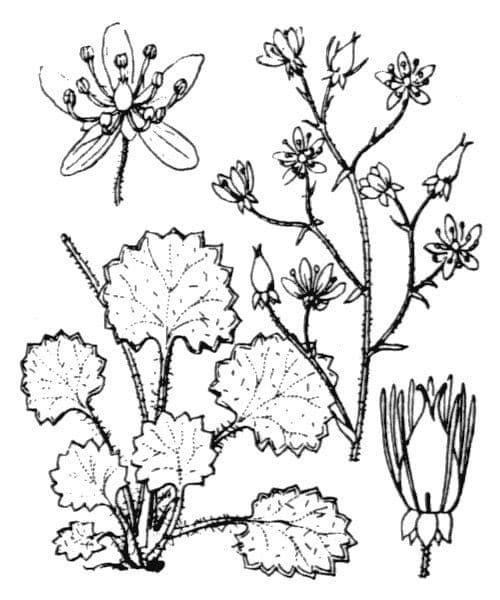 Behaarter Steinbrech 24