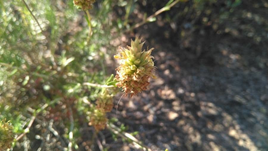 Teucrium