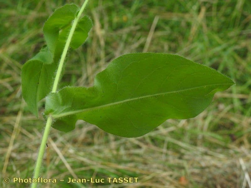 Hieracium 4