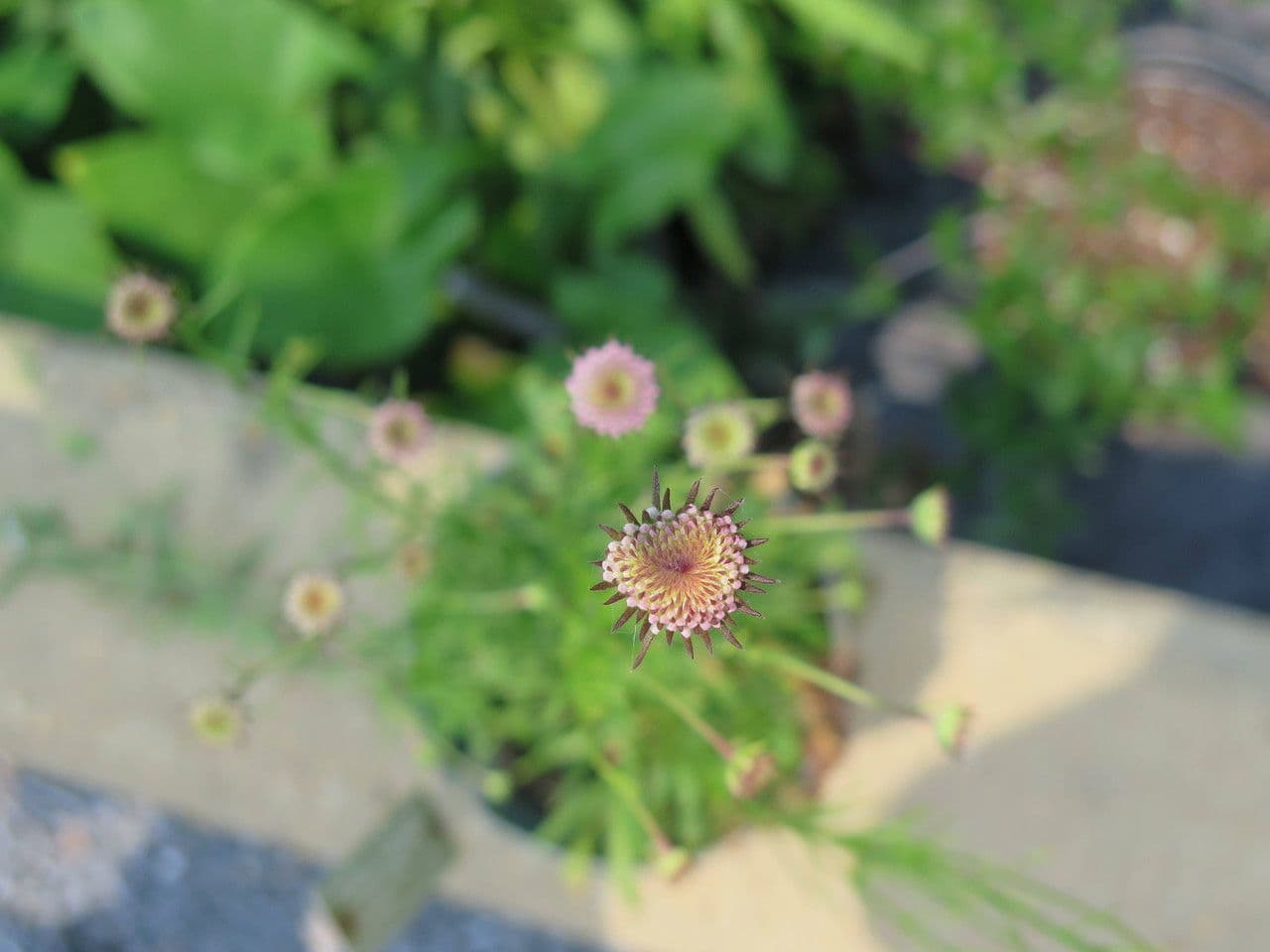 Marshallia