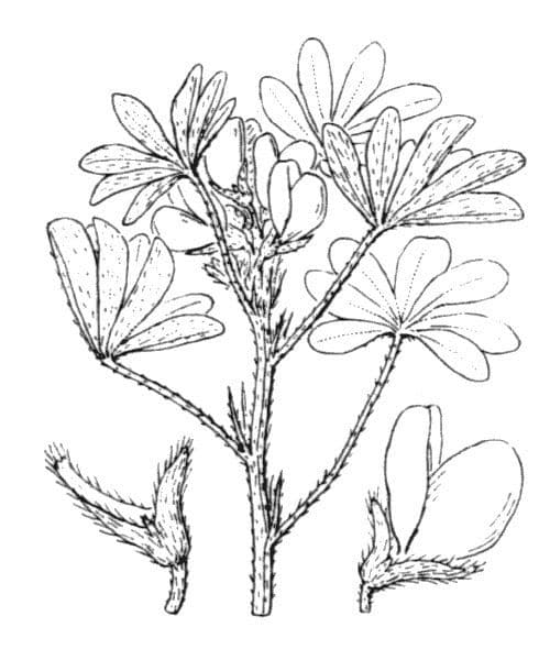 Weiße Lupine 27